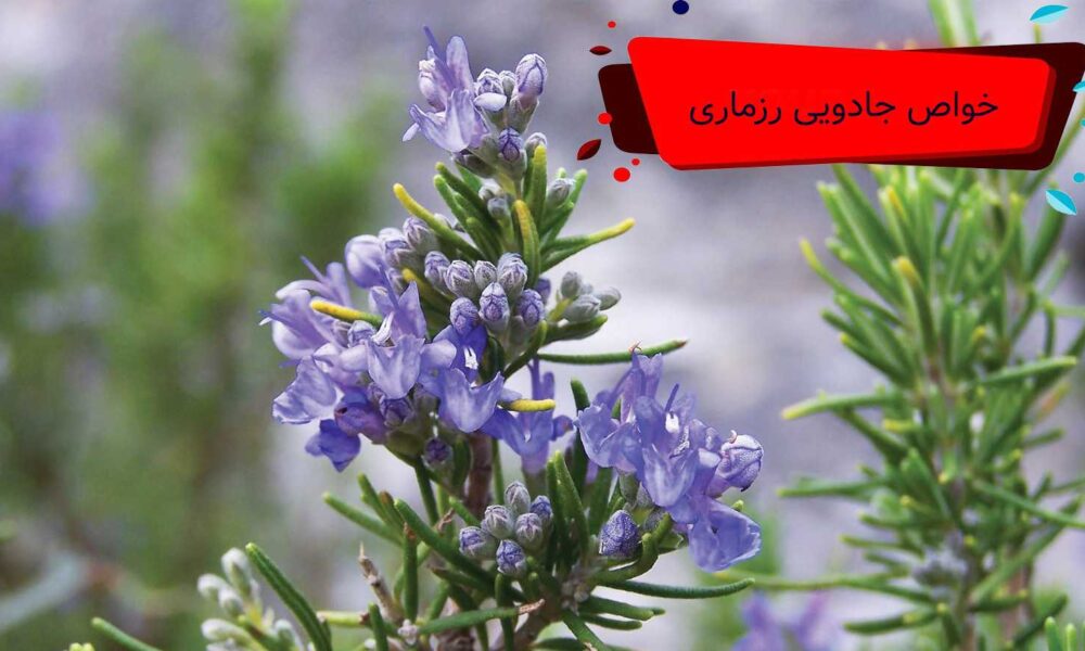 خواص جادویی رزماری
