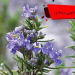 خواص جادویی رزماری