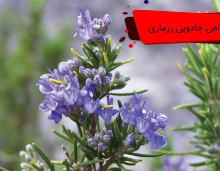 خواص جادویی رزماری