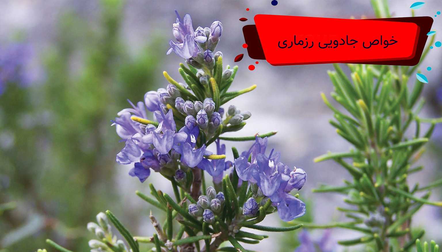 خواص جادویی رزماری
